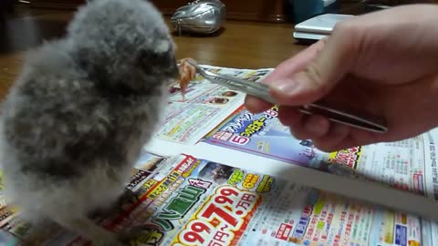So cute little bird feeding - CUTE RELOADED