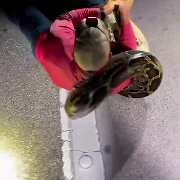 Python hunters wrestle 19footlong recordbreaking snake Shorts
