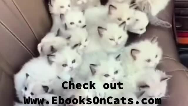 Visit www.ebooksoncats.com to learn everything about cats and support us with an ebook