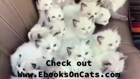 Visit www.ebooksoncats.com to learn everything about cats and support us with an ebook