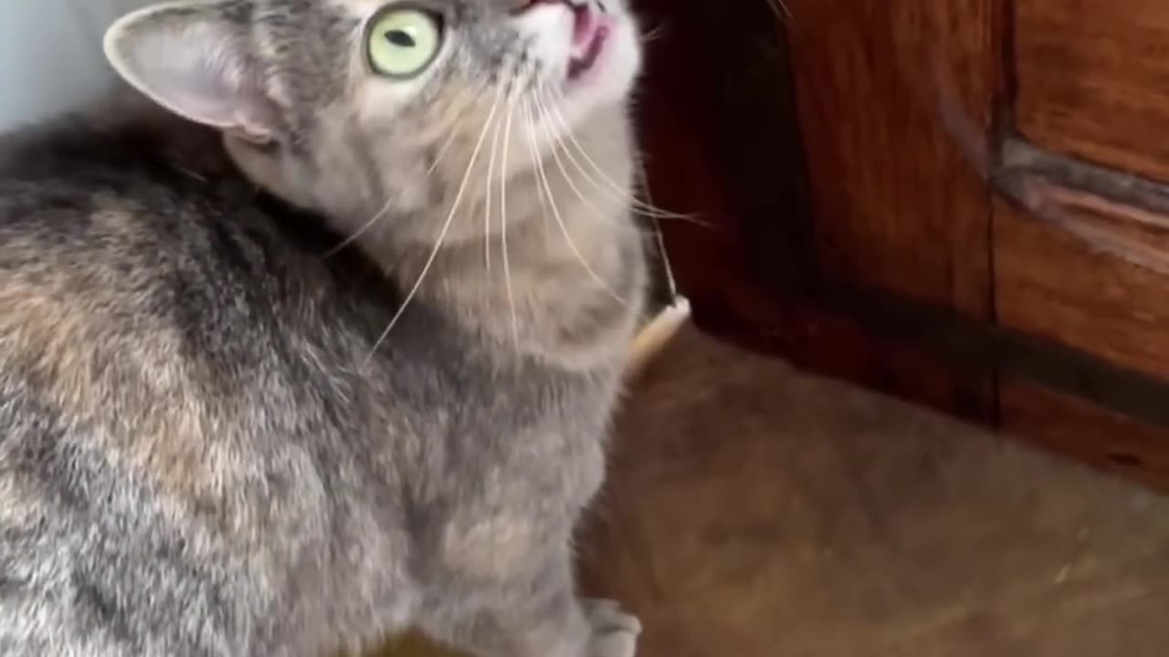 meow to make cats attract to you