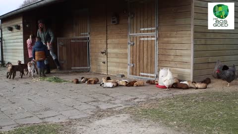 Guinea pigs and lambs in the garden