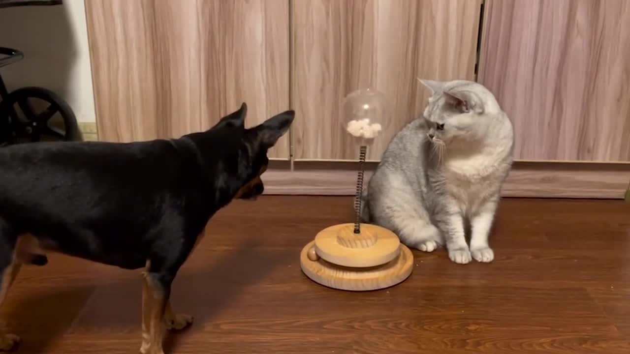 You this dog, you don't shake even, grab food is faster than the cat