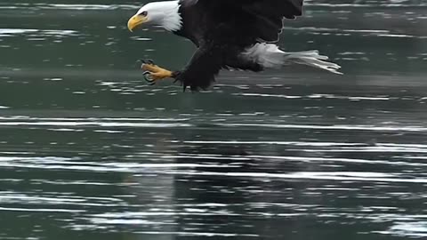 Eagle in search of hunting