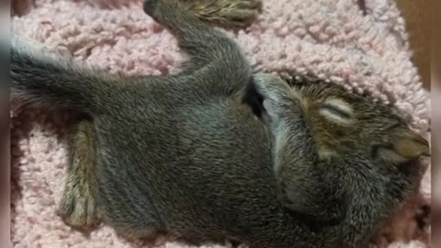 Baby squirrel πΏπ