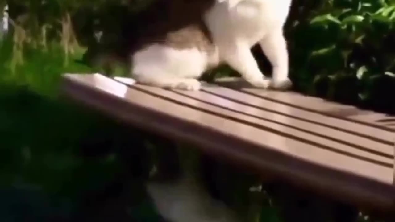 Cat vs cat funny video 📸 || every one want to see this video