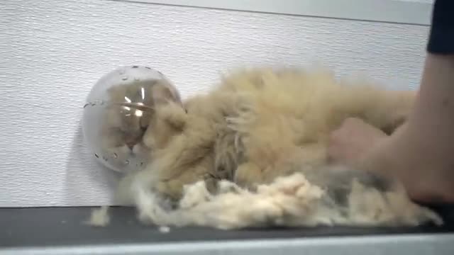 FEROCIOUS cat attacks his groomer