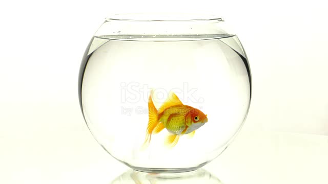 A gold fish in jur