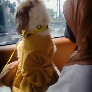 We are Moslem but we love dogs too