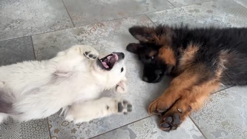 German Shepherd Puppy vs. Her Water Bowl!