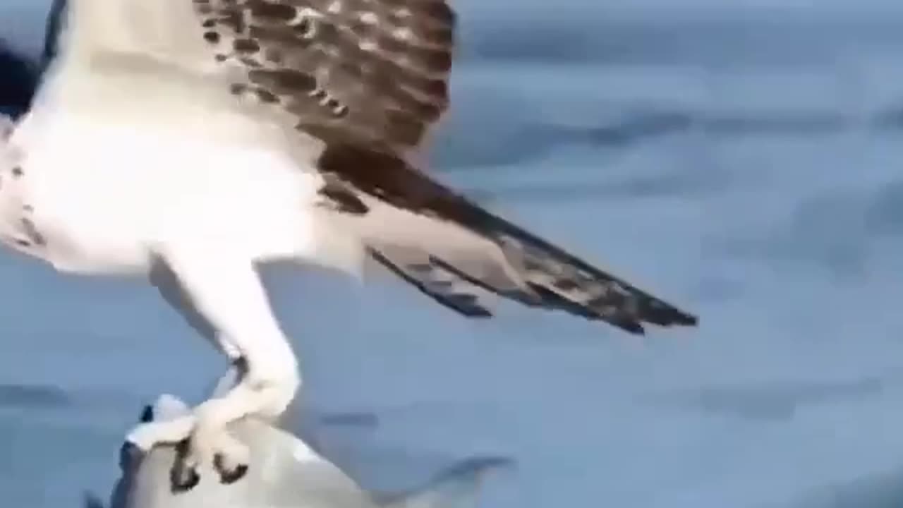 Eagle dive in to get the fish