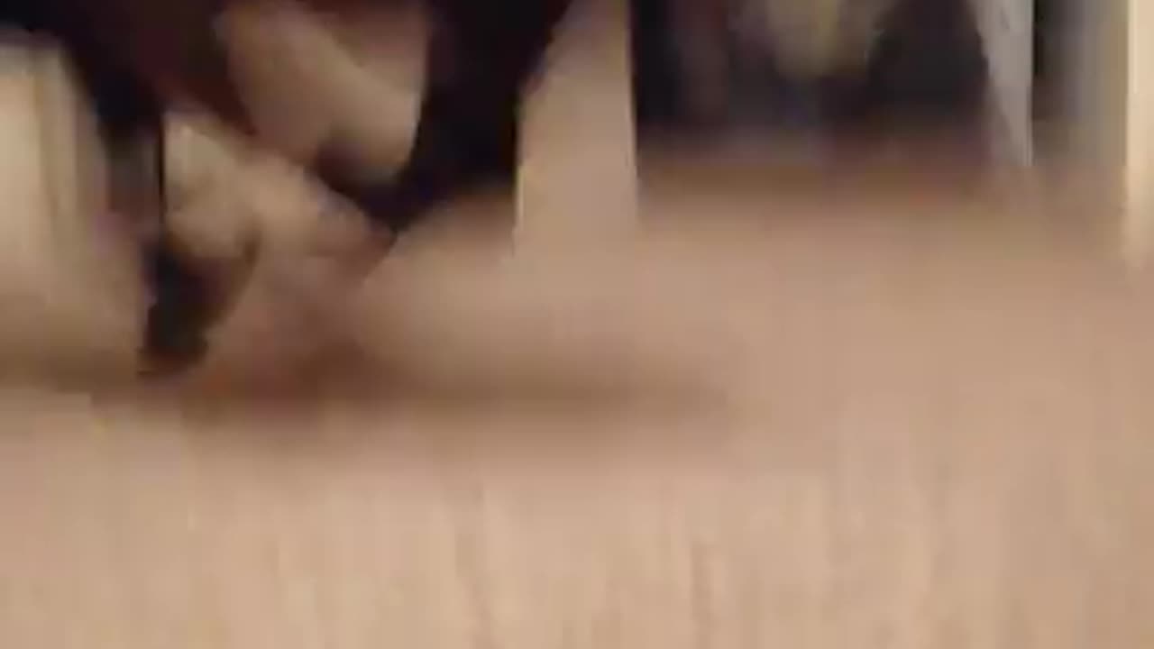 Funny bulldog