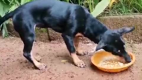 pinky's hungry now she ate more foods quickly