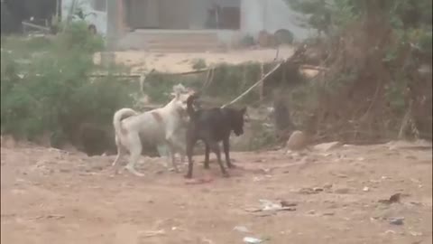 amazing dogs fighting for help other dog on stree complationi