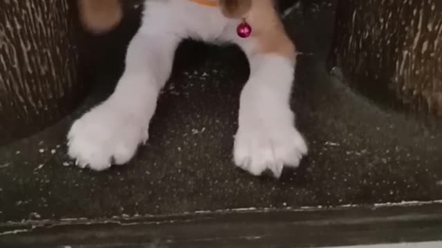 Beagle puppy barking for the first time 🐶