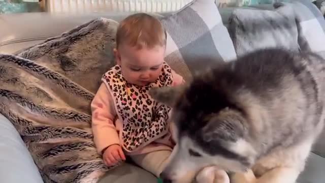 Husky & Baby Eat Pineapple For The First Time Ever!!😂.