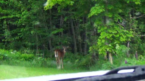 White-tailed deer