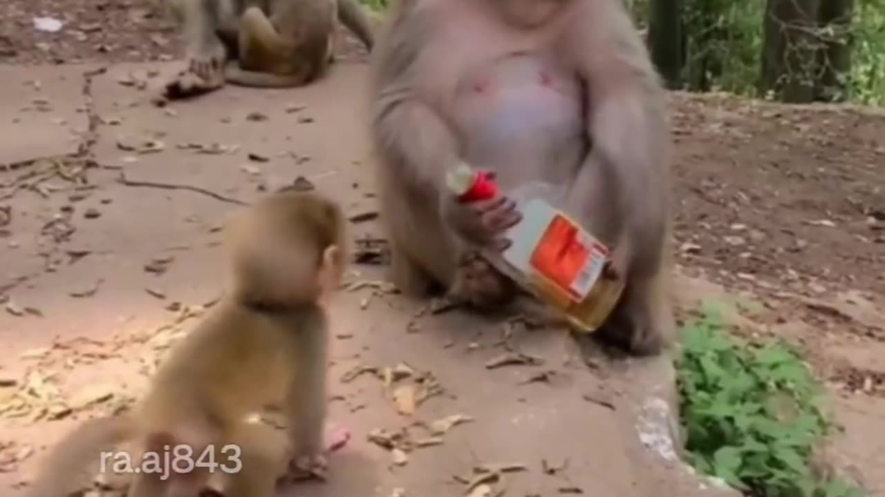 Viral funny moments drink monkey 🐒 alcohol