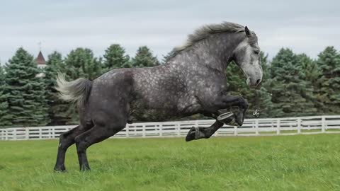 Most Powerful Horse Breed in the world