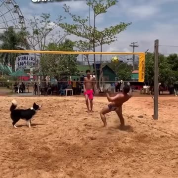 This dog plays like a true Brazilian 😂