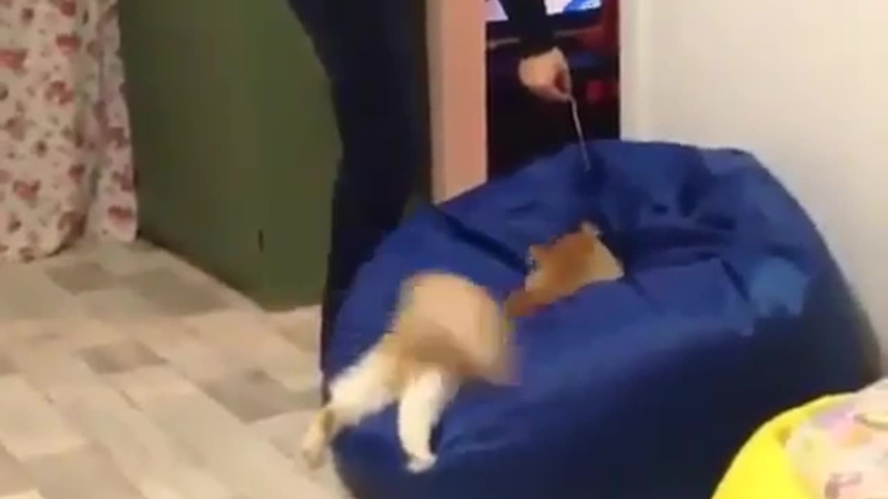 funny animals