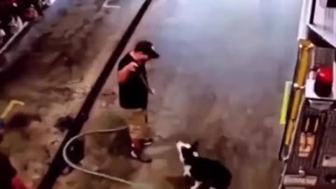 Water dog