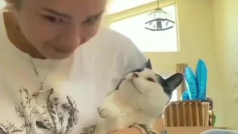 Funny Cat Part-10