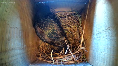 The starling lays its eggs.