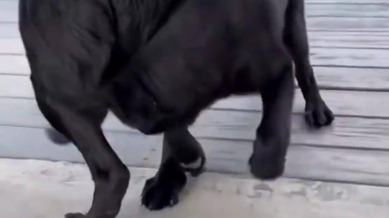 Funniest Animal Video 😂 // number 1 #shorts #funny #dogs