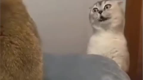 OMG SO Cute Cats ❤️ Best funny