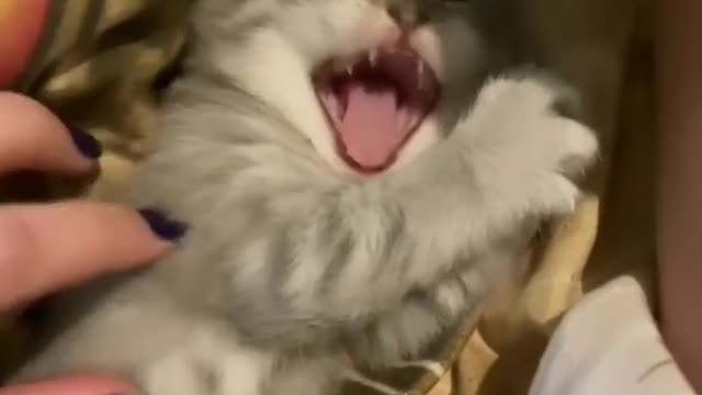 Cat video