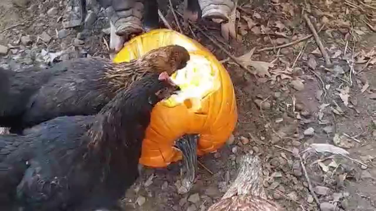 Chimi, Changa, & Chickens Eating Pumpkins!