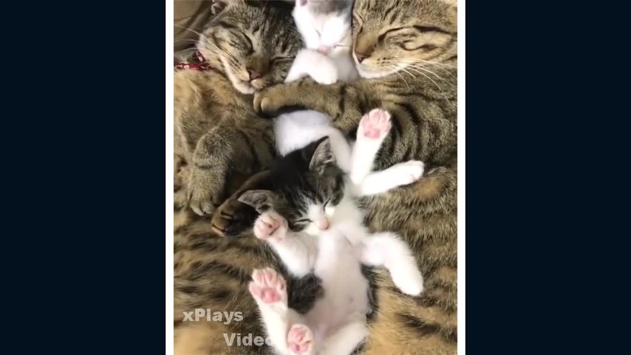 funny cats playing videos 2023 will make you laugh