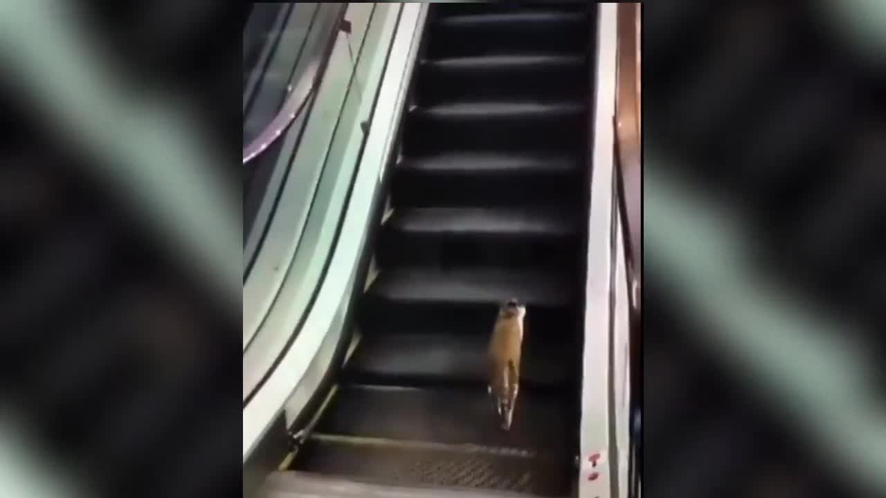 Cat thought that it is treadmill.😹😹