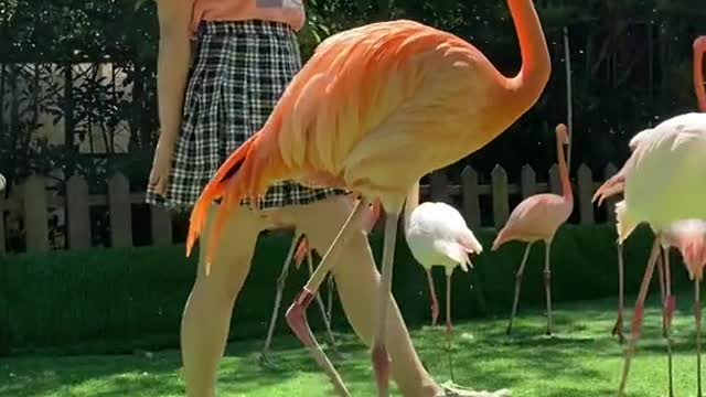 Flamingos