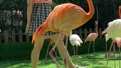 Flamingos