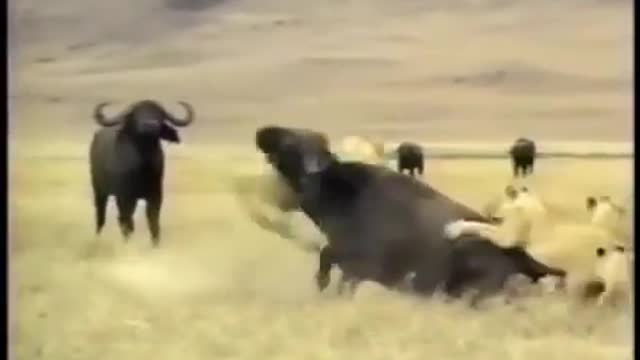 lion vs hyena lion vs hyenas fight to death