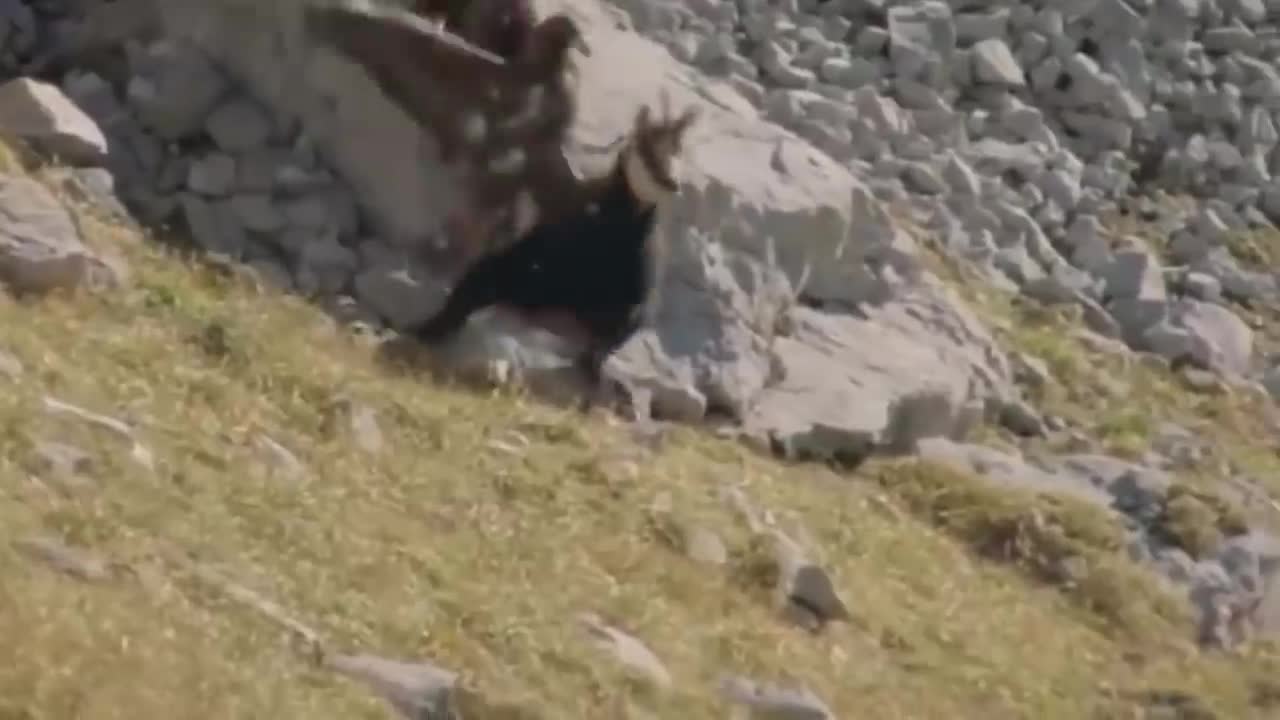 ¡¡¡ Estas CABRAS de montaña Desafían a la MUERTE !!!6