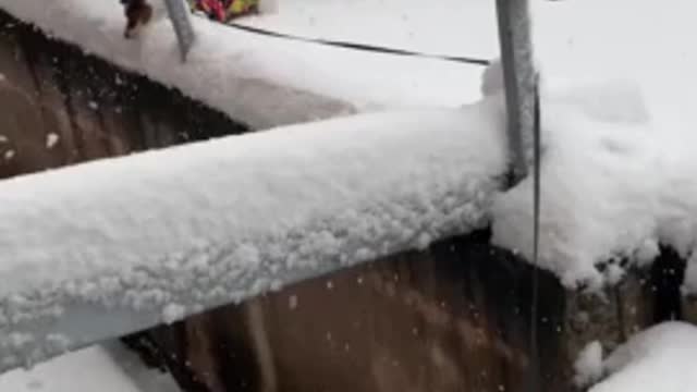 Jack Russell Terrier ecstatic to be playing the snow