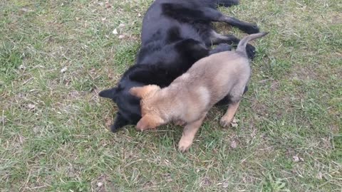 dogs having fun!!!
