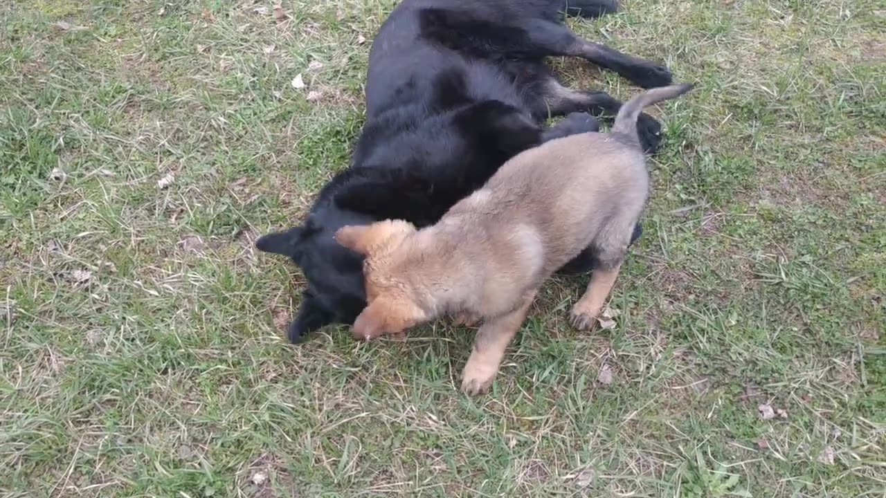 dogs having fun!!!