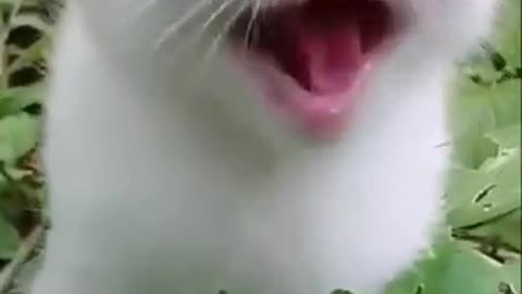 Funniest vedios 2023_l_Funny 🐈 cat_l_Funny animal_l_Funny pets_l_Try not to laugh 😂