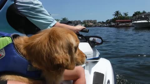 Dog Enjoys Riding Jet Ski With Owner At Ocean