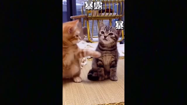 OMG So Cute Cats ♥ Best Funny Cat Videos 2021