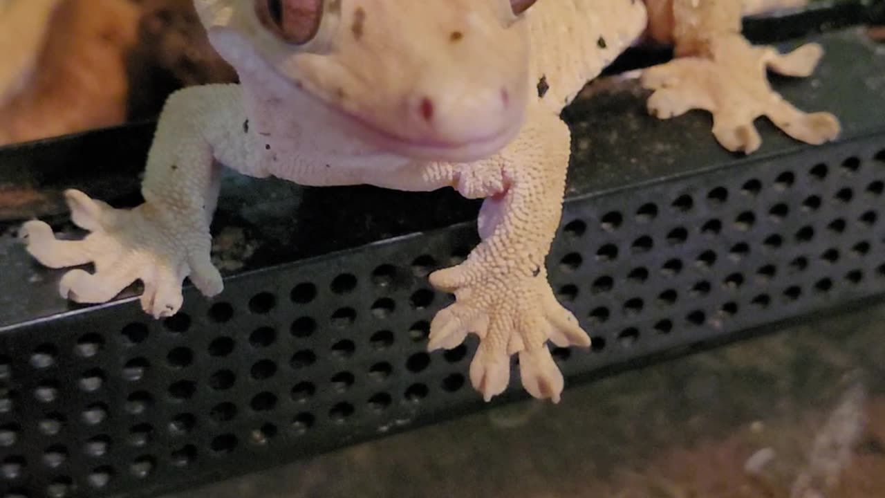 Sergey the crested gecko enjoying a nice long meal.