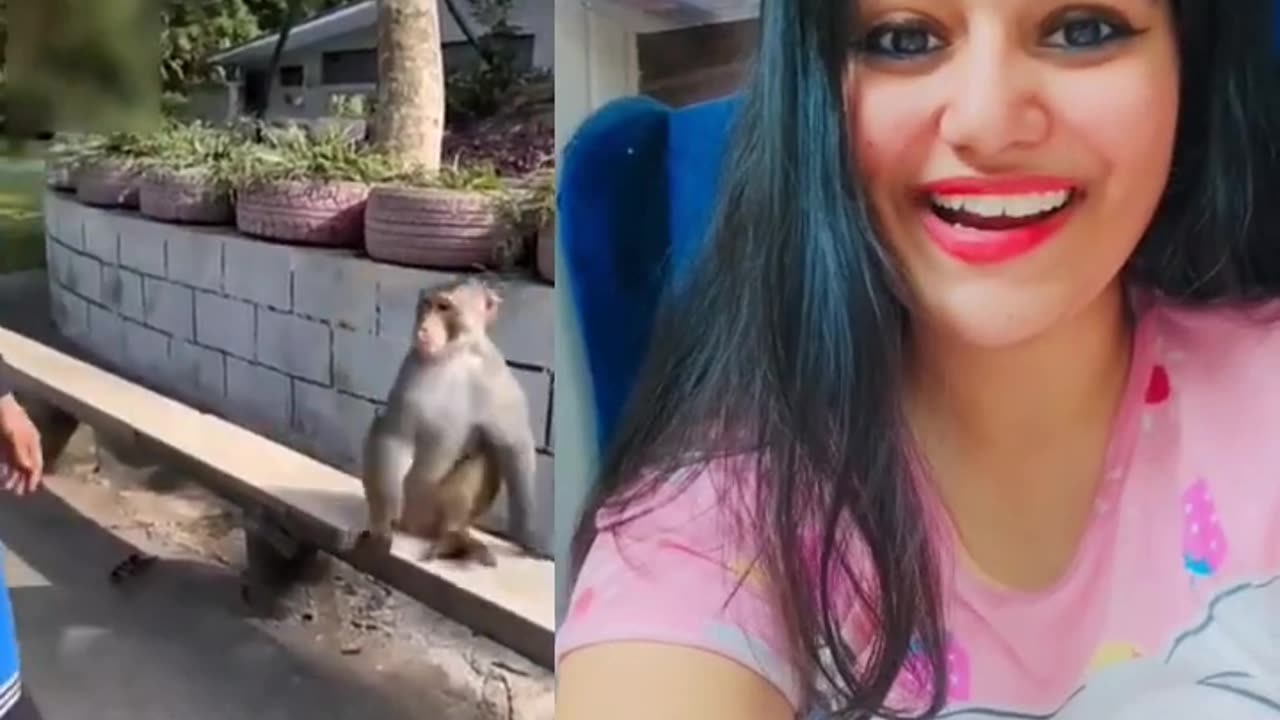 Funny Monkey video