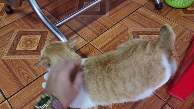 Cat Reacts Cute and Friendly When Being Filmed By Stranger Viral Cat