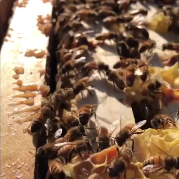 Bees are just amazing and their frequencies are amazing and healthy also