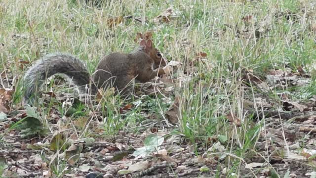 Squirrel in action 1080P