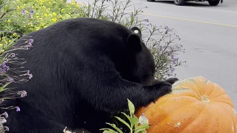 Black Bear Snacks On Pumpkin Display